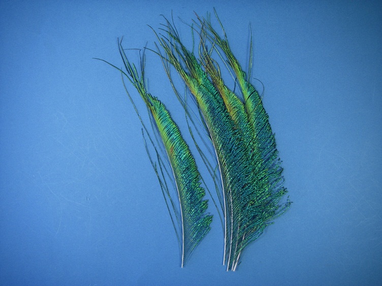 Peacock Sword Feathers - Click Image to Close